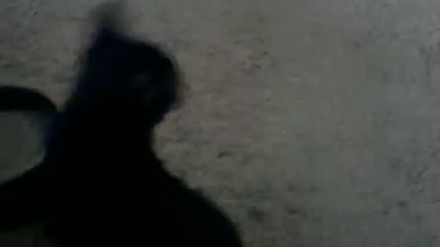 #3. Пипа дома