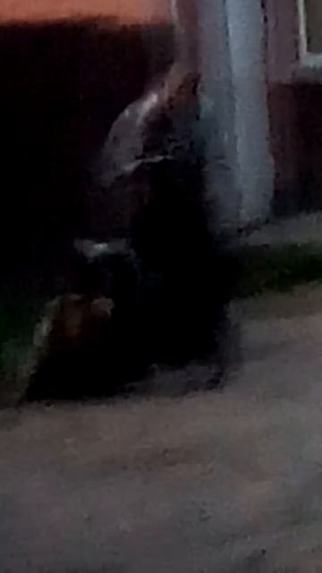 СОБАКИ КУСАЮТСЯ СМОТРЕТЬ ВСЕМ!!!!!!!! смотреть онлайн