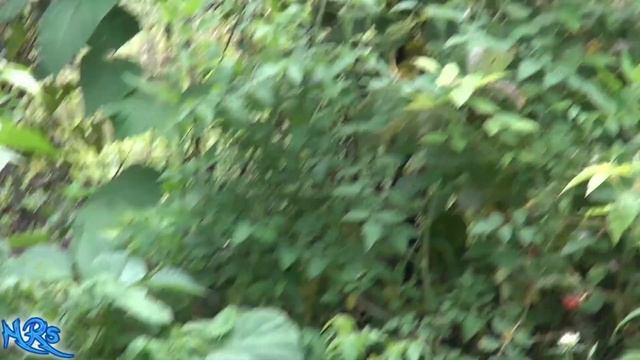 ⟹ Volunteer garden update 2018 | garden | to many tomatoes! смотреть онлайн