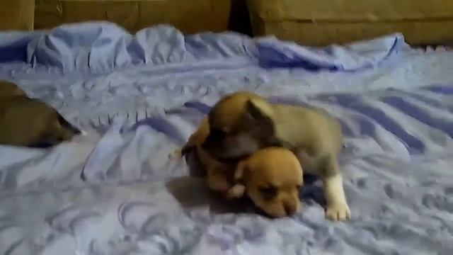 Помет от 07 09 2019г смотреть онлайн