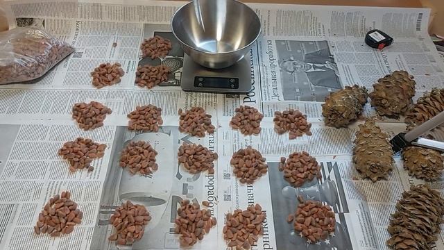 Сколько орехов и ядер можно добыть с шишек дальневосточного кедра смотреть онлайн