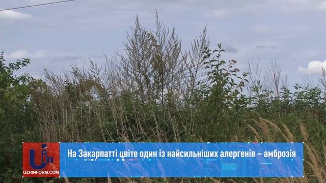На Закарпатті цвіте один із найсильніших алергенів – амброзія смотреть онлайн