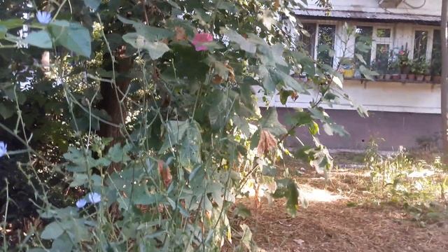 Трущобная кошка стараеться добыть себе еду на помойке! Женщина бомж лежит на асфальте! смотреть онлайн