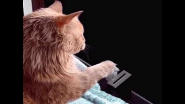 Андрей Усачев. Кошачья планета смотреть онлайн