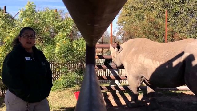 Medical Behavioral Training with a Black Rhinoceros смотреть онлайн