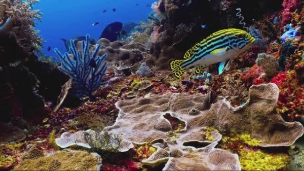 АКВАРИУМ В 4К ULTRA HD. ДЛЯ SMART TV. ДЛЯ ПК. ПОДВОДНЫЙ МИР В 4K ULTRA HD