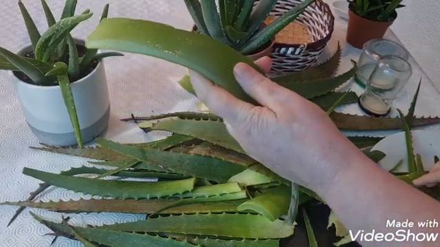 Benificile la Aloe! La ce ajuta și ce boli Tamadueste. смотреть онлайн