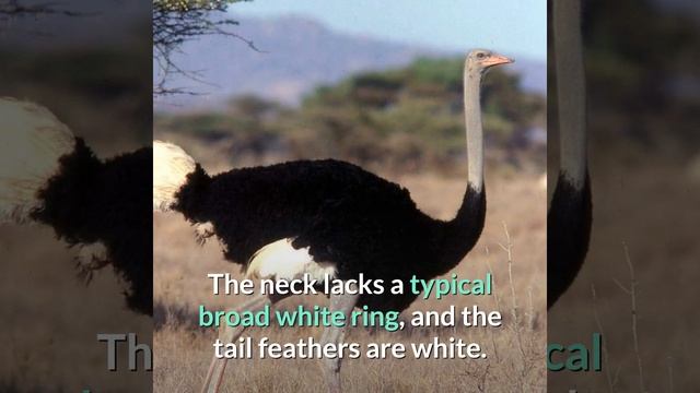 Somali Ostrich || Blue-Necked Ostrich || Description and Facts! смотреть онлайн