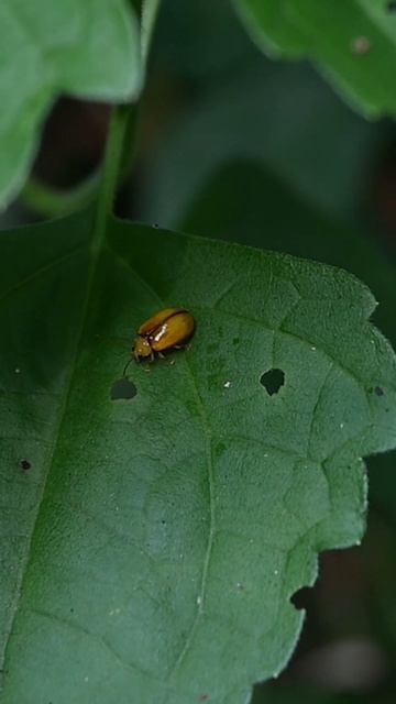 A small cute beetle with shiny pale wood brown coloration sits on top of a leaf #beetle #insect смотреть онлайн