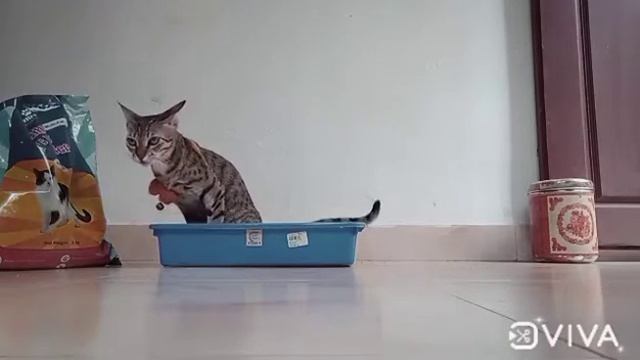 pet cat || first experience || cat litter || jimmy per products || meow loves it смотреть онлайн