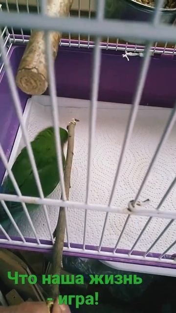 Атака #неразлучник #домашняяптица #попугаи #попугай #птица #птицы #неразлучники смотреть онлайн