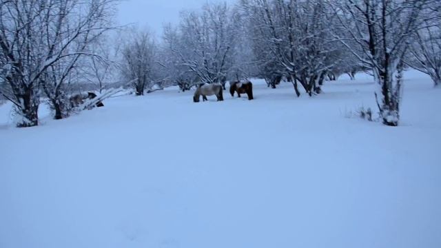 Yakut horses hooves snow смотреть онлайн