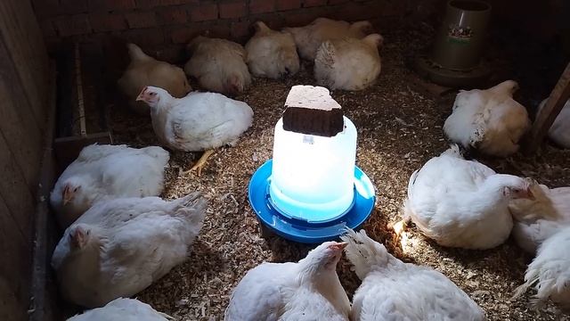 Цыплята бройлеры в простых домашних условиях.ЧАСТЬ 3. От 21 дня до забоя. смотреть онлайн