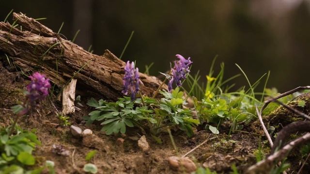 Лесные звуки воды и птиц для отдыха. Forest sounds of water and birds for relaxation. смотреть онлайн
