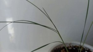 Ковыль Бородатый. Рассада 2 месяца спустя. #ковыль_бородатый