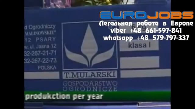 Работа в Польше на теплицах и полях EuroJobs смотреть онлайн