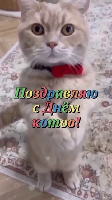 1 марта День Кошек 🐱🐱🐱 смотреть онлайн