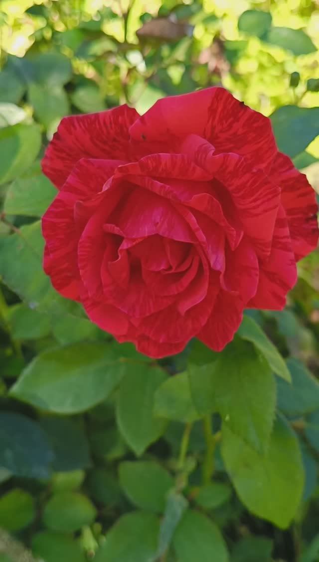 Роза чайно-гибридная Ред Интуишн смотреть онлайн