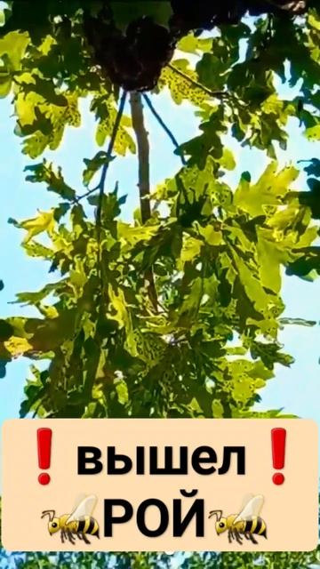 ❗Удрал рой пчел, но был пойман 20.07.23 #пчеловодство #рой #пчелы #пасека #роеловство смотреть онлайн