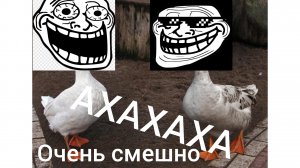 ОЧЕНЬ СМЕШНОЕ ВИДЕО ХАХА 😂 😂 😂