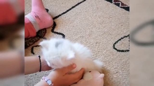 Мы прощаемся с нашим милым найденышем, принцессой Сонечкой. 😿 смотреть онлайн