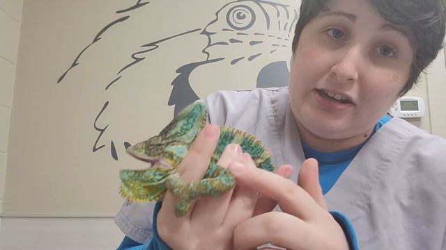 Pet Care Basics: Chameleon Injections смотреть онлайн