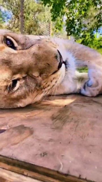 Lion & Jaguar TEETH and CHIN SCRATCHES смотреть онлайн