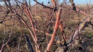 Как проходит весенняя обрезка вишни #сад #огород