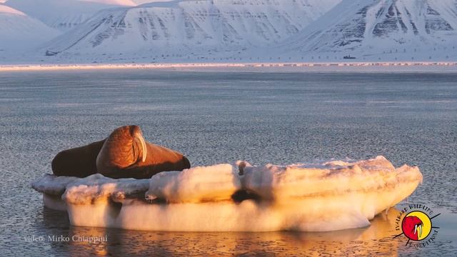 Happy World Walrus Day | Svalbard Wildlife Expeditions смотреть онлайн
