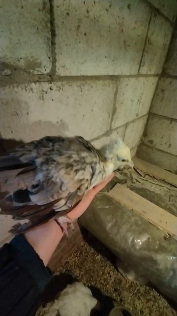 Павлину 1.5 месяца. Павлин часть 5. Выведение павлина в инкубаторе. Беларусь смотреть онлайн