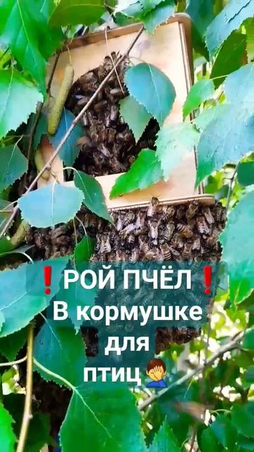 РОЙ прилетел в кормушку для птиц#рой #роеловство #пчеловодство #пасека #пчелы #ловушки_для_пчёл смотреть онлайн