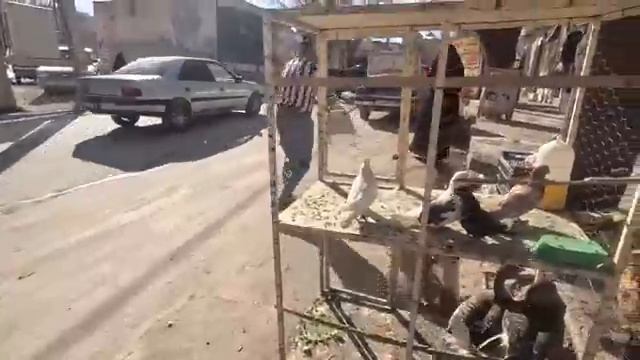 11.01.2024 Одежда и гуси Поход матери за покупками смотреть онлайн