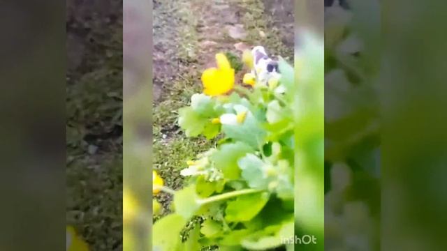 Чистотел показания и применение смотреть онлайн