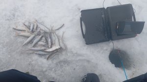 Зимняя рыбалка на затоне в Новосибирске. Ловим плотву в Феврале 💪🤙🐟