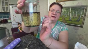 Чайный гриб с нуля