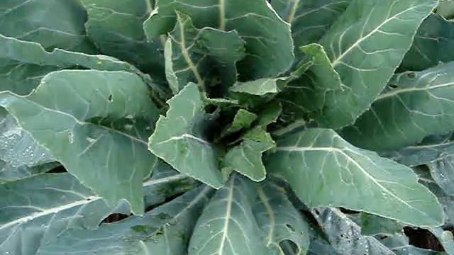 MOV00548 смотреть онлайн