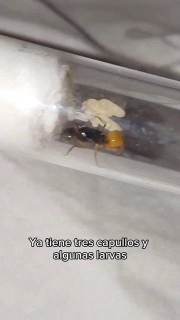 Camponotus Fedtschenkoi #hormiga #hormigas #hormiguero #ants #insectos #viral #shorts #viralshorts смотреть онлайн