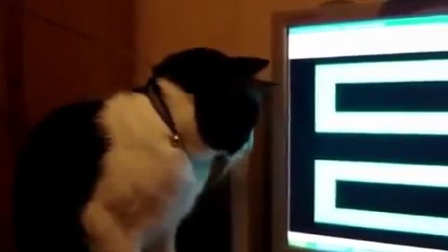 Кота напугали до смерти!!! смотреть онлайн