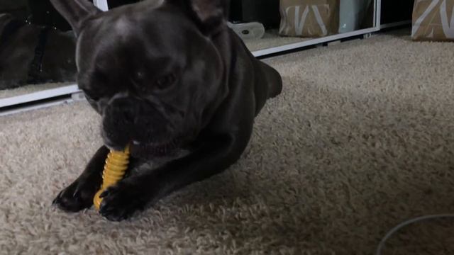 French Bulldog Bites Hard!!! смотреть онлайн