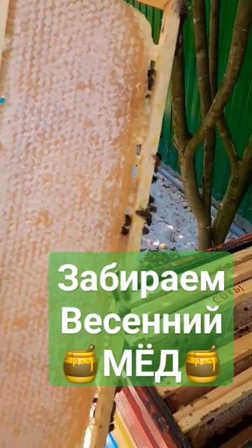 ПОЗДНИЙ Весенний МЁД 7.07.2023 #пчелы #мёд #соты #пчеловодство #пасека смотреть онлайн