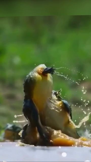 дерутся быки #лягушкабык смотреть онлайн