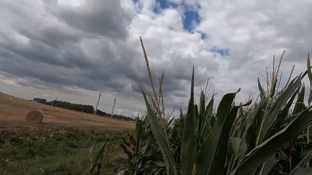 Охота на вяхиря смотреть онлайн