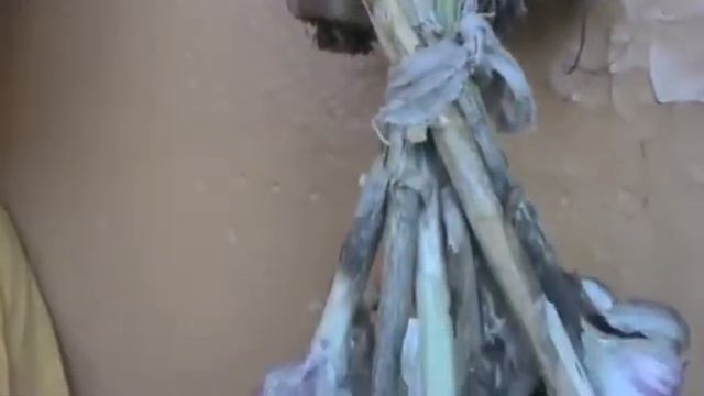 Я снимаю молодой чеснок смотреть онлайн