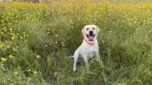 Изучите  животных - Осла, корову, свинью,  Носорога, Льва, Зебру, Рыбу-клоуна