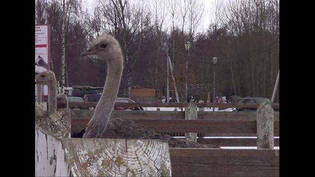 Масленица в Шуваловке 2025 г смотреть онлайн