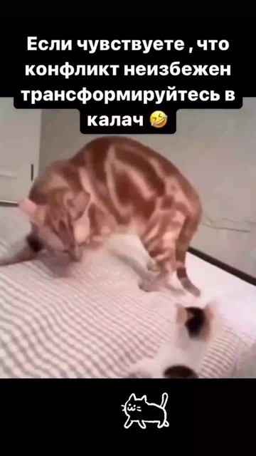 + котовская тактика калач #кот #мем смотреть онлайн