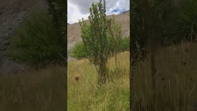 Памир 0404 красота Памир Дерзуд смотреть онлайн