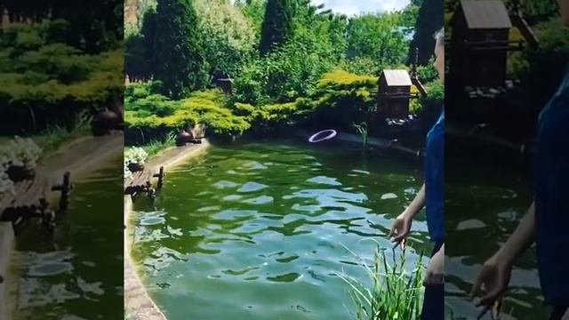 Смешные собаки, прыжок в воду