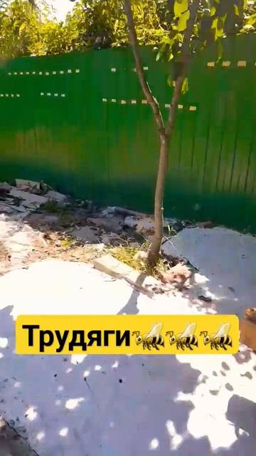 Пчёлки работают, готовы к подсолнуху #пчелы #пасека #пчеловодство #мёд смотреть онлайн