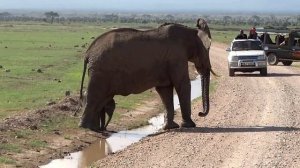 Учите названия и звуки животных -  лев, утка, слон, медведь, крокодил
